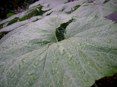 pumpkin%20umbrellas%20(190-9005).jpg  