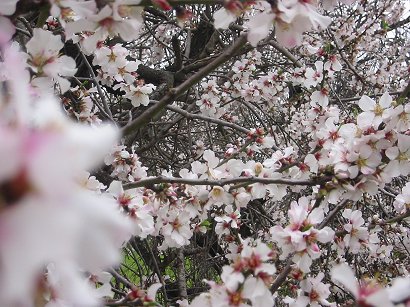 blossom%20time%20(135-3523).jpg  