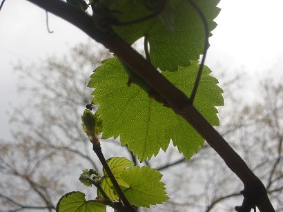 seethrough%20leaf%20(147-4736).jpg  